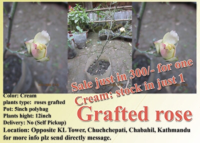 Grafted Rose