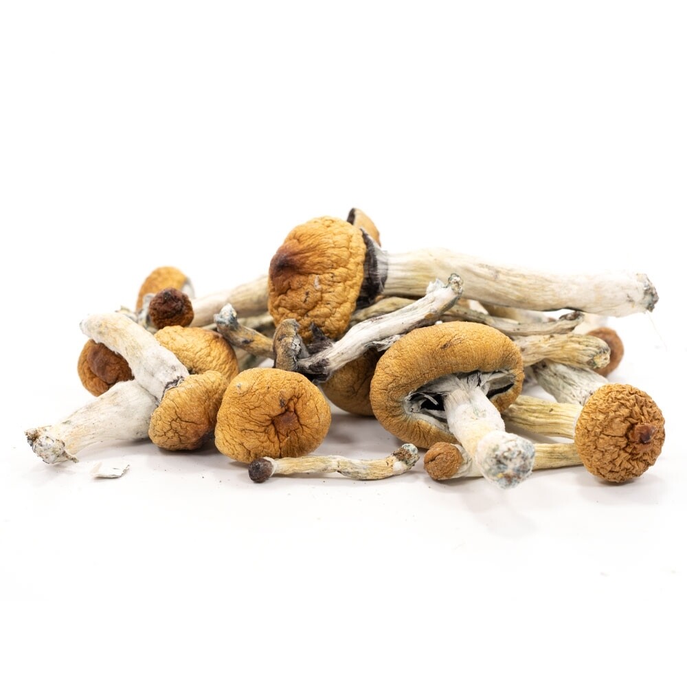 Golden Teacher Mushrooms
