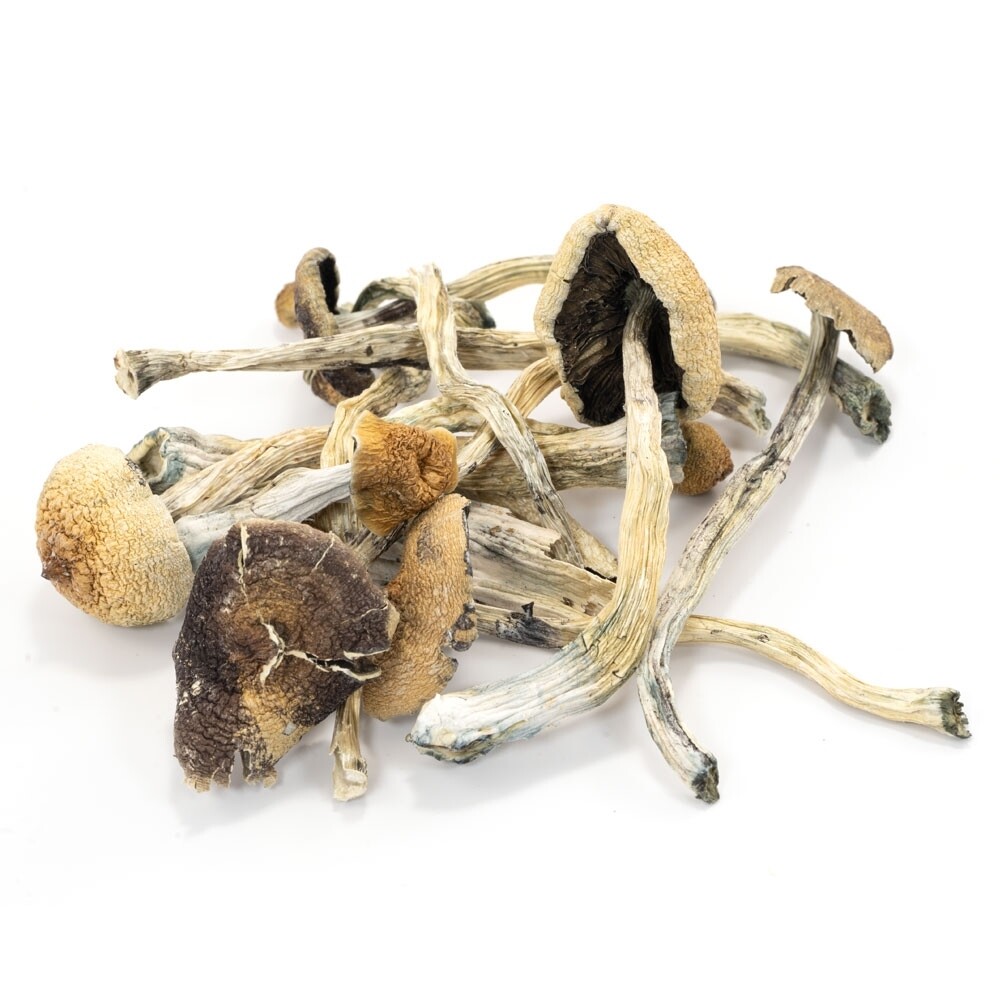 Amazonian Cubensis Mushrooms