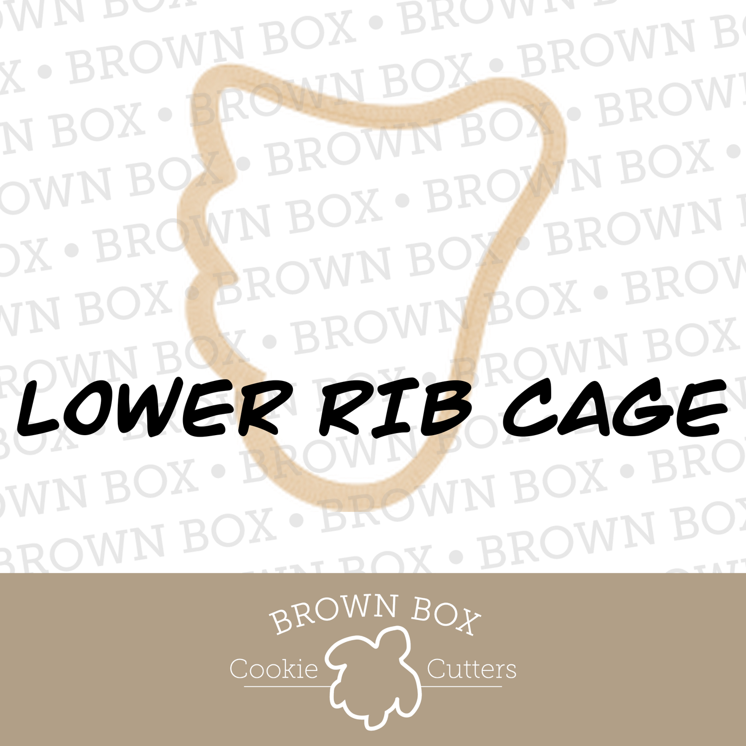 Lower Rib Cage