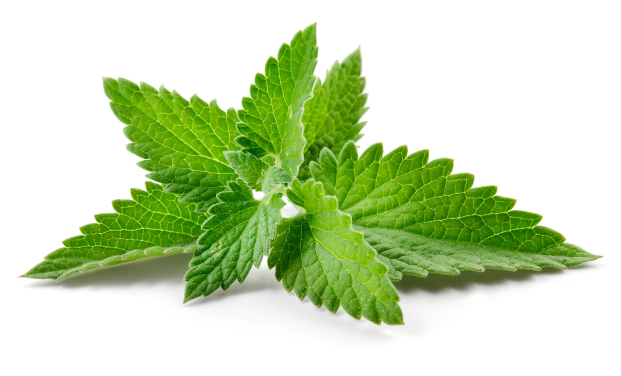 Spearmint Spearmint
