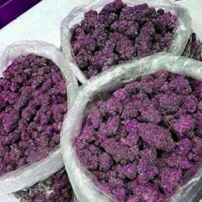 Purple kush