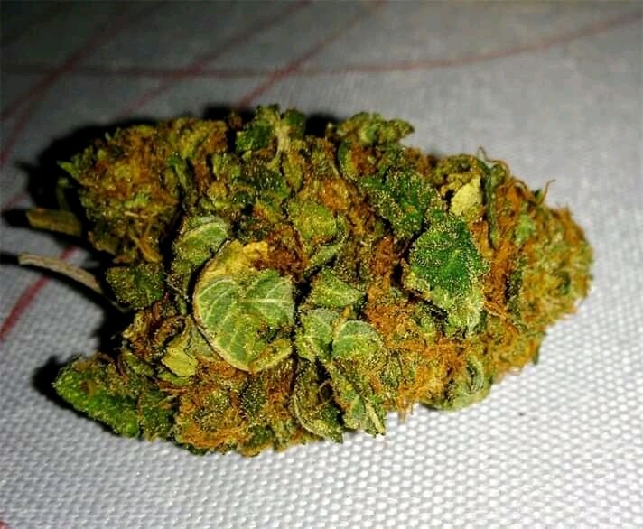 Lemon kush