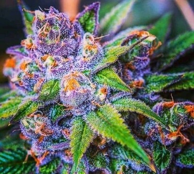 Sour diesel