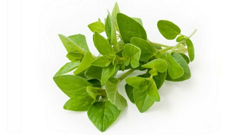 OREGANO bakje