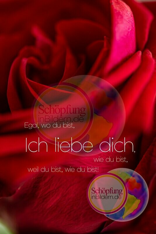 Egal wo du bist, ich liebe dich, wie du bist, weil du bist, wie du bist - hochauflösendes Rosen-Bild mit Spruch zum Download Egal wo du bist, ich liebe dich, wie du bist, weil du bist, wie du bist - hochauflösendes Rosen-Bild mit Spruch zum Download