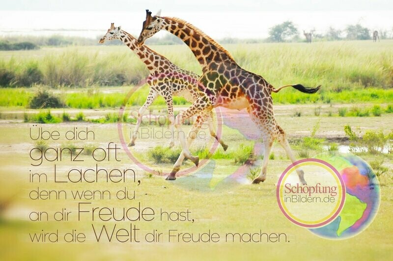 Übe dich ganz oft im Lachen, denn wenn du an dir Freude hast, wird die Welt dir Freude machen - hochauflösendes Giraffen-Bild mit Spruch zum Download Übe dich ganz oft im Lachen, denn wenn du an dir Freude hast, wird die Welt dir Freude machen - hochauflösendes Giraffen-Bild mit Spruch zum Download
