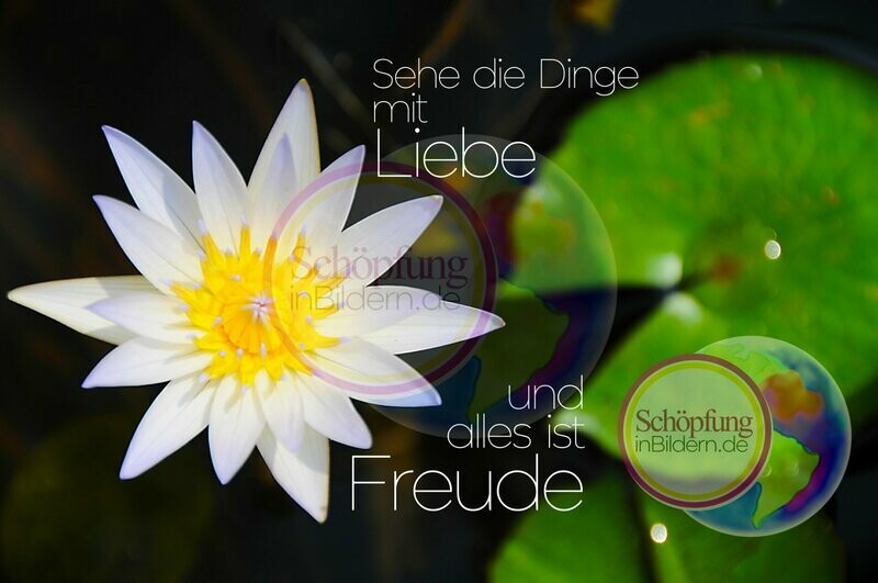 Sehe die Dinge mit Liebe und alles ist Freude - hochauflösendes Seerosen-Bild mit Spruch zum Download Sehe die Dinge mit Liebe und alles ist Freude - hochauflösendes Seerosen-Bild mit Spruch zum Download