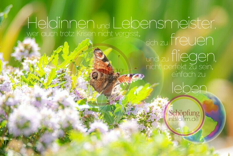 Heldinnen und Lebensmeister wer auch trotz Krisen nicht vergisst, sich zu freuen und zu fliegen, nicht perfekt sein, einfach leben - hochauflösendes Schmetterlings-Bild mit Spruch zum Download Heldinnen und Lebensmeister wer auch trotz Krisen nicht vergisst, sich zu freuen und zu fliegen, nicht perfekt sein, einfach leben - hochauflösendes Schmetterlings-Bild mit Spruch zum Download