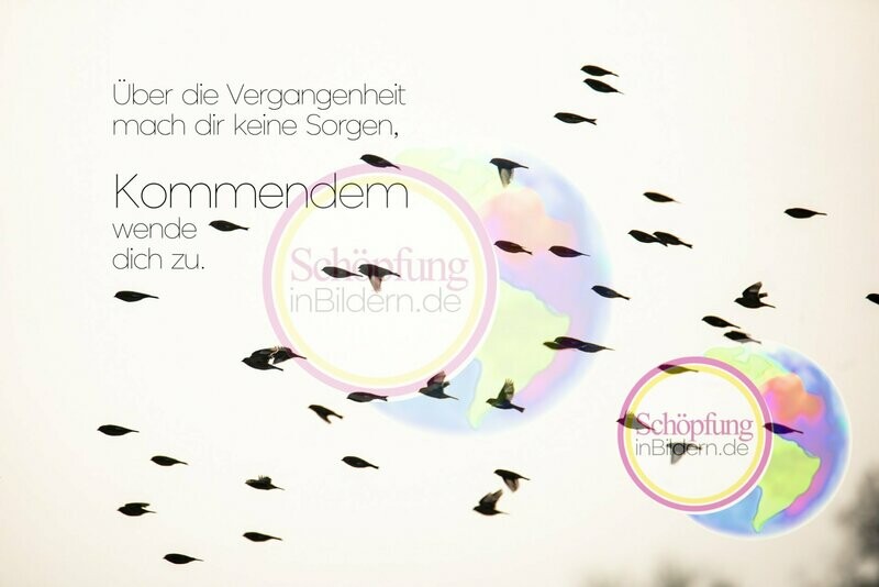 Über die Vergangenheit mach dir keine Sorgen, Kommenden wende dich zu - hochauflösendes Vogelschwarm-Bild mit Spruch zum Download Über die Vergangenheit mach dir keine Sorgen, Kommenden wende dich zu - hochauflösendes Vogelschwarm-Bild mit Spruch zum Download