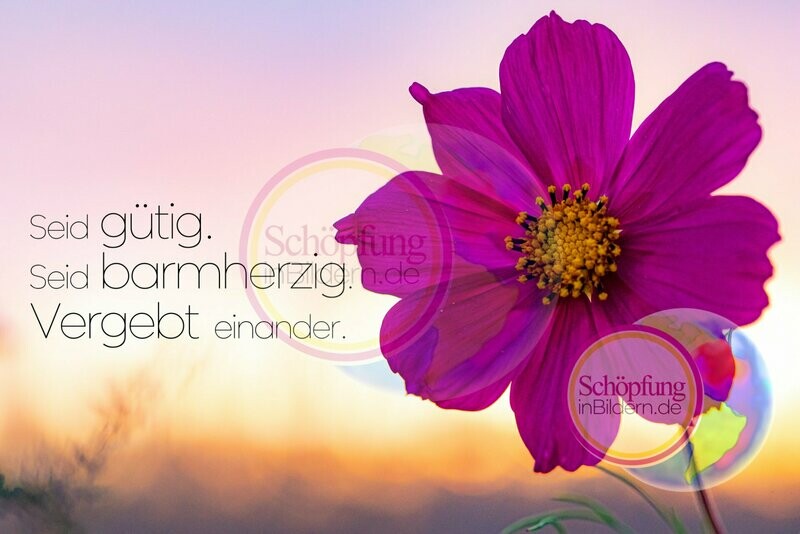 Seid gütig, seid barmherzig, vergebt einander - hochauflösendes Blumenblüten-Bild mit Spruch zum Download Seid gütig, seid barmherzig, vergebt einander - hochauflösendes Blumenblüten-Bild mit Spruch zum Download