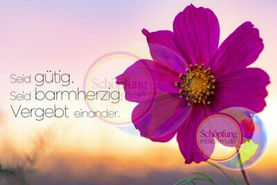 Seid gütig, seid barmherzig, vergebt einander - hochauflösendes Blumenblüten-Bild mit Spruch zum Download
