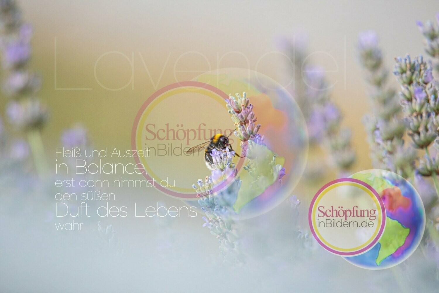 Fleiß und Auszeit in Balance, erst dann nimmst du den Duft des Lebens wahr - hochauflösendes Lavendel-Bienen-Bild mit Spruch zum Download