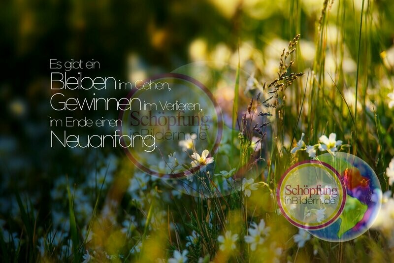 Es gibt ein Bleiben im Gehen, Gewinnen im Verlieren, im Ende einen Neuanfang - hochauflösendes Wiesen-Bild mit Spruch zum Download Es gibt ein Bleiben im Gehen, Gewinnen im Verlieren, im Ende einen Neuanfang - hochauflösendes Wiesen-Bild mit Spruch zum Download