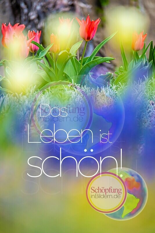 Das Leben ist schön - hochauflösendes Frühlingsblumen-Tulpen-Bild mit Spruch zum Download Das Leben ist schön - hochauflösendes Frühlingsblumen-Tulpen-Bild mit Spruch zum Download