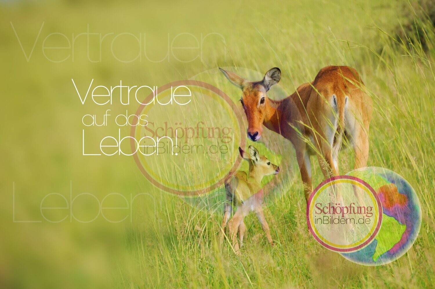 Vertraue auf das Leben - hochauflösendes Antilopen-Tierbaby-Bild mit Spruch zum Download