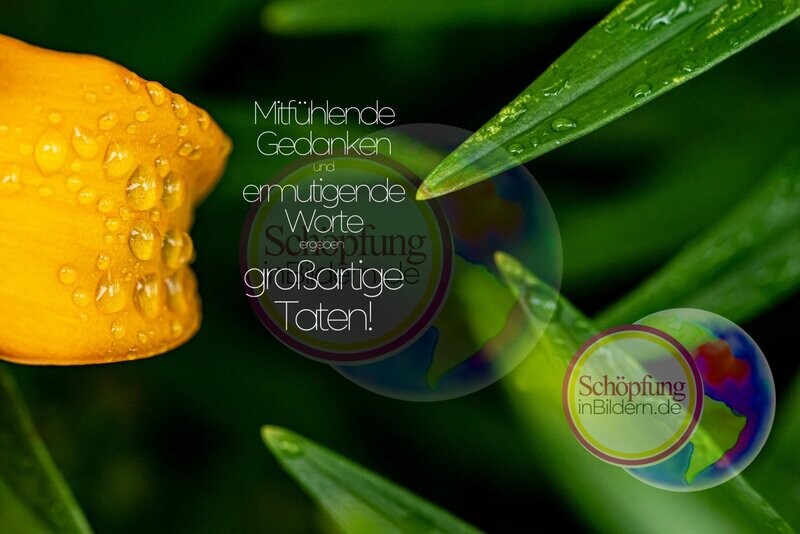 Mitfühlende Gedanken, ermutigende Worte, großartige Taten - hochauflösendes Lilien-Bild mit Spruch zum Download Mitfühlende Gedanken, ermutigende Worte, großartige Taten - hochauflösendes Lilien-Bild mit Spruch zum Download