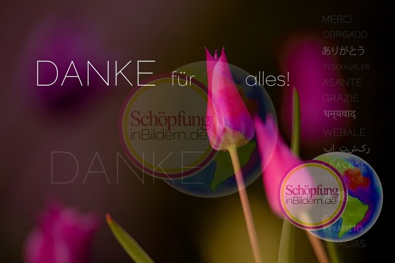 Danke für alles - hochauflösendes Blumen-Bild mit Spruch zum Dankesagen zum Download Danke für alles - hochauflösendes Blumen-Bild mit Spruch zum Dankesagen zum Download