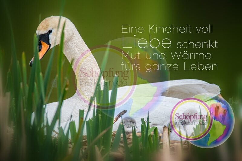 Eine Kindheit voll Liebe schenkt Mut und Wärme fürs ganze Leben - hochauflösendes  Schwanenküken-Bild mit Spruch zum Download