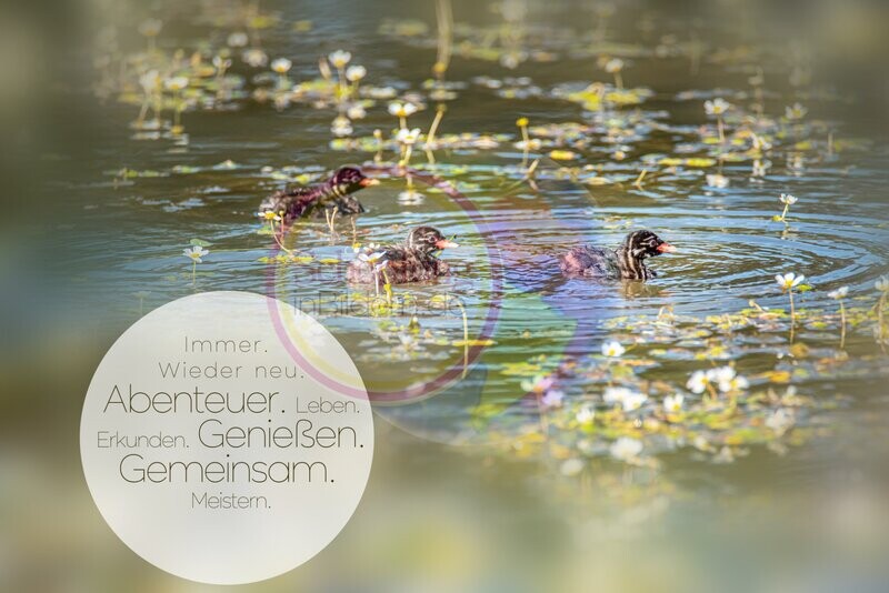 Abenteuer Leben gemeinsam meistern - Haubentaucher-Babys - Bild mit Spruch zum Download Abenteuer Leben gemeinsam meistern - Haubentaucher-Babys - Bild mit Spruch zum Download