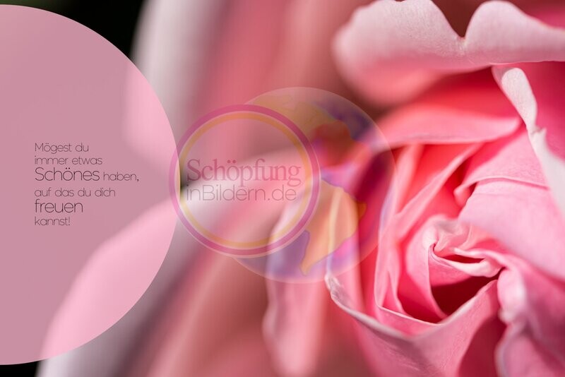 Mögest du immer etwas Schönes haben, auf das du dich freuen kannst - hochauflösendes Rosen-Bild mit Spruch zum Download Mögest du immer etwas Schönes haben, auf das du dich freuen kannst - hochauflösendes Rosen-Bild mit Spruch zum Download