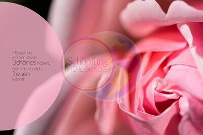 Mögest du immer etwas Schönes haben, auf das du dich freuen kannst - hochauflösendes Rosen-Bild mit Spruch zum Download