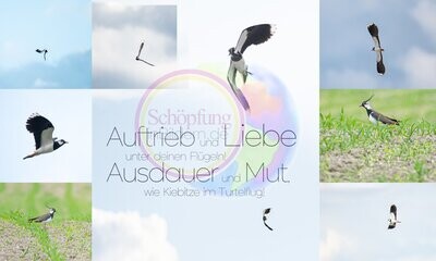 Auftrieb und Liebe unter deinen Flügeln, Ausdauer und Mut wie Kiebitze im Turtelflug - hochauflösendes Kiebitz-Bild mit Spruch zum Download