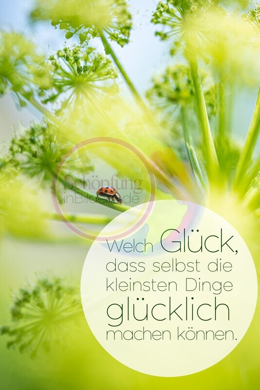 Welch Glück, dass selbst die kleinsten Dinge glücklich machen können - hochauflösendes Marienkäfer-Bild mit Spruch zum Download Welch Glück, dass selbst die kleinsten Dinge glücklich machen können - hochauflösendes Marienkäfer-Bild mit Spruch zum Download