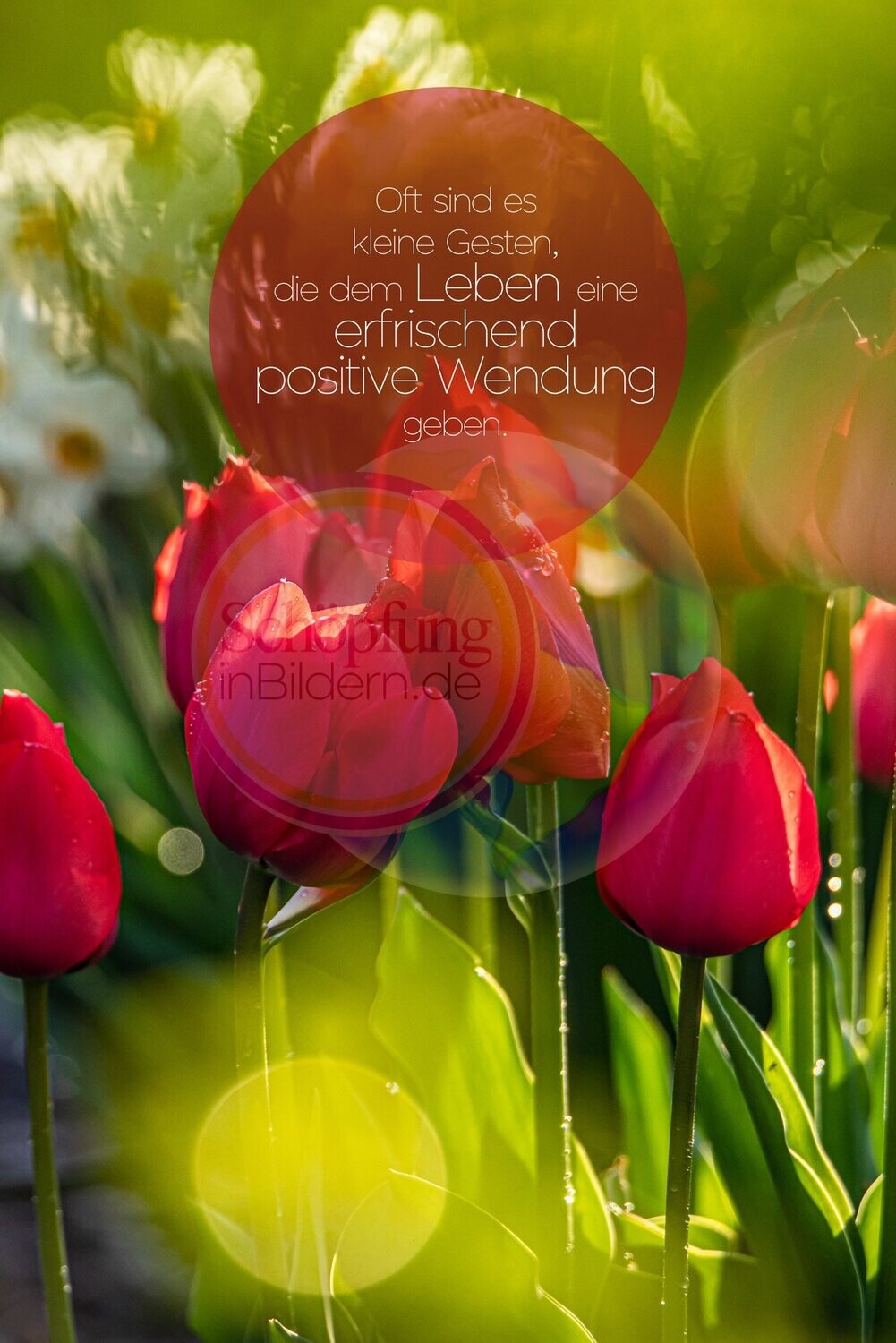 Oft sind es die kleinen Gesten, die dem Leben eine erfrischend positive Wendung geben! - hochauflösendes Frühlings-Tulpen-Bild mit Spruch zum Download
