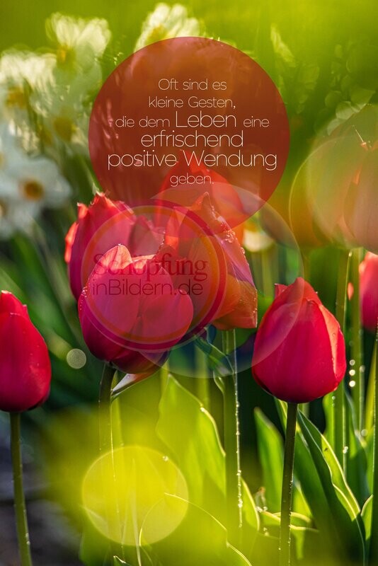 Oft sind es die kleinen Gesten, die dem Leben eine erfrischend positive Wendung geben! - hochauflösendes Frühlings-Tulpen-Bild mit Spruch zum Download