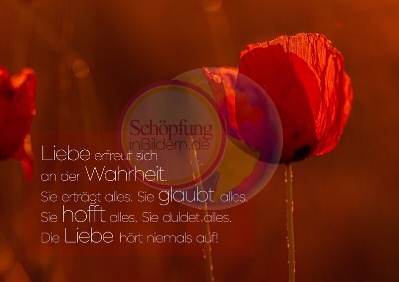 Liebe erfreut sich an der Wahrheit. Sie erträgt alles. Sie glaubt alles. Sie hofft alles. Sie duldet alles. Die Liebe hört niemals auf! Hochauflösendes Symbolbild Liebe mit Spruch zum Download Liebe erfreut sich an der Wahrheit. Sie erträgt alles. Sie glaubt alles. Sie hofft alles. Sie duldet alles. Die Liebe hört niemals auf! Hochauflösendes Symbolbild Liebe mit Spruch zum Download