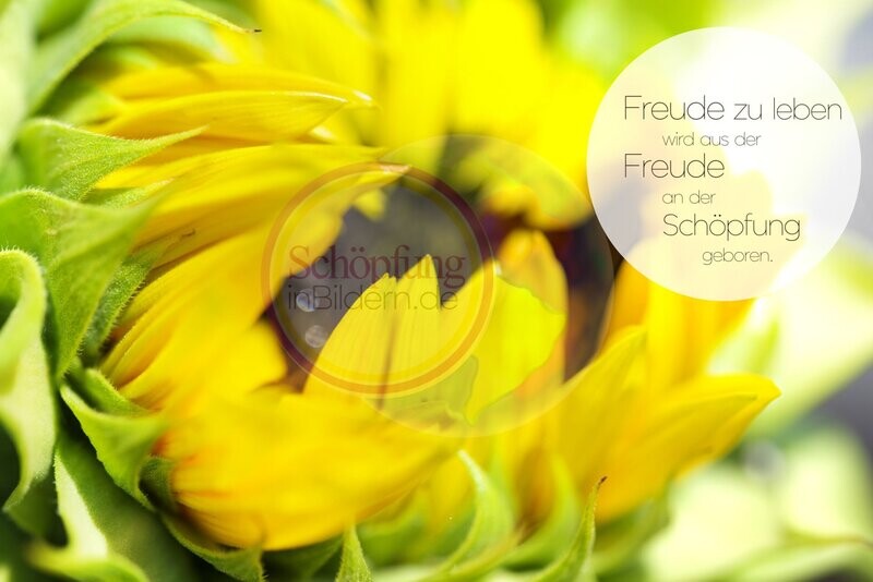 Freude zu leben wird aus der Freude an der Schöpfung geboren. Hochauflösendes Bild Sonnenblume öffnet sich mit Spruch zum Download Freude zu leben wird aus der Freude an der Schöpfung geboren. Hochauflösendes Bild Sonnenblume öffnet sich mit Spruch zum Download