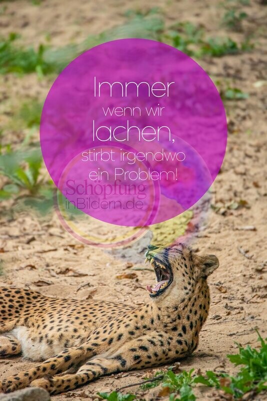 Immer wenn wir lachen, stirbt irgendwo ein Problem. Witziges Geparden-Bild mit Spruch zum Download Immer wenn wir lachen, stirbt irgendwo ein Problem. Witziges Geparden-Bild mit Spruch zum Download