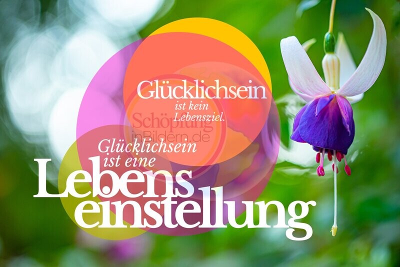 Glücklichsein ist kein Lebensziel. Glücklichsein ist eine Lebenseinstellung! Blumen-Bild Glück mit Spruch zum Download Glücklichsein ist kein Lebensziel. Glücklichsein ist eine Lebenseinstellung! Blumen-Bild Glück mit Spruch zum Download