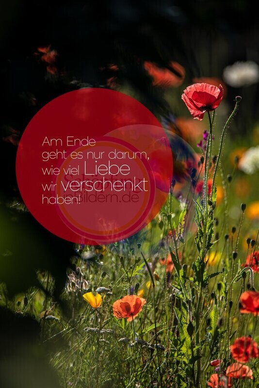 Am Ende geht es nur darum, wie viel Liebe wir verschenkt haben - hochauflösendes Sommerblumen-Bild mit Spruch zum Download Am Ende geht es nur darum, wie viel Liebe wir verschenkt haben - hochauflösendes Sommerblumen-Bild mit Spruch zum Download
