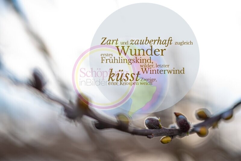 Frühlingsgedicht mit Palmkätzchen-Bild zum Download Frühlingsgedicht mit Palmkätzchen-Bild zum Download