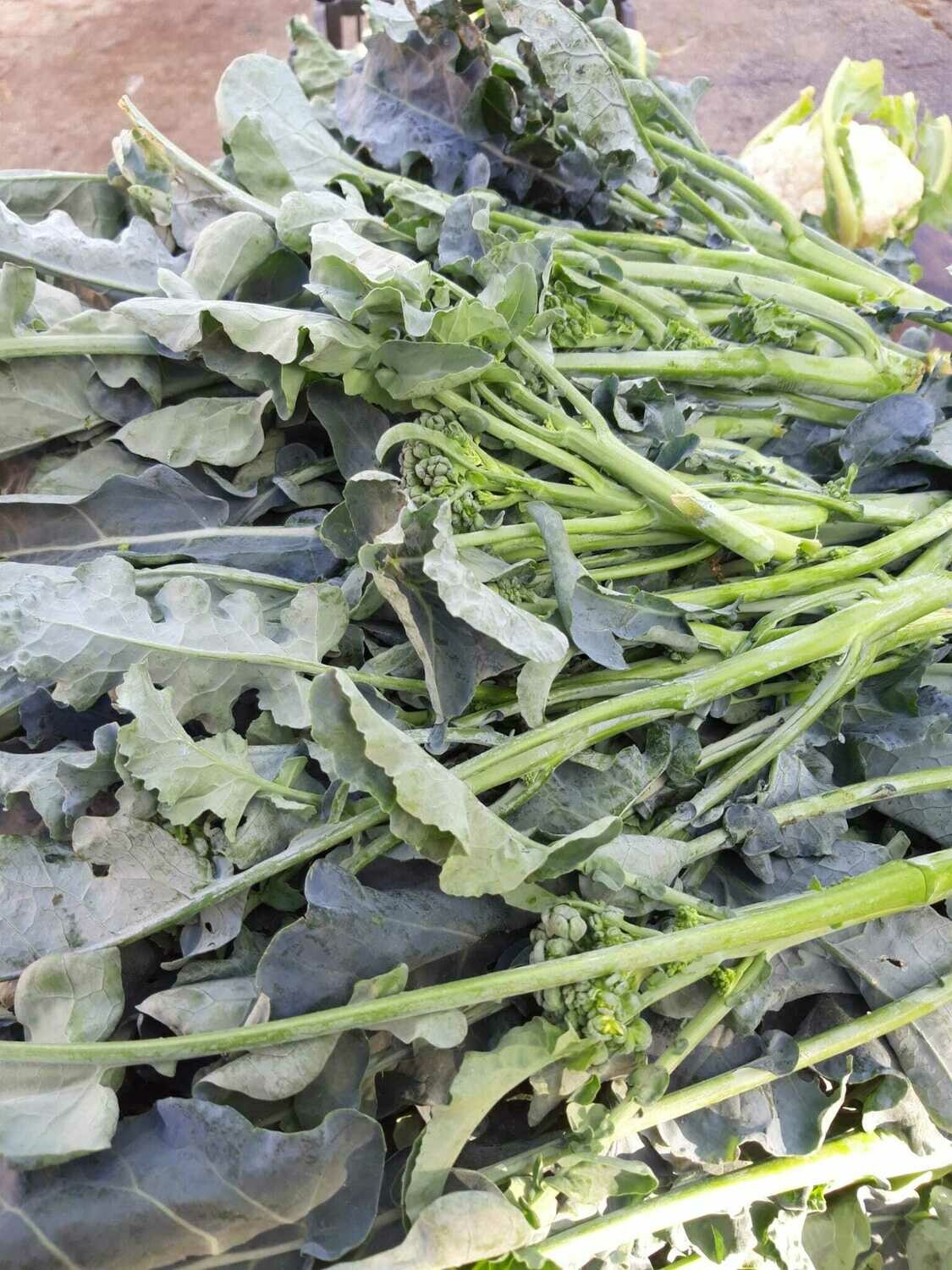 Broccoli