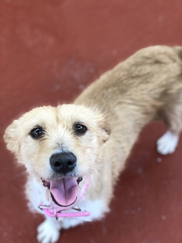 Donativo para Dogminiquee