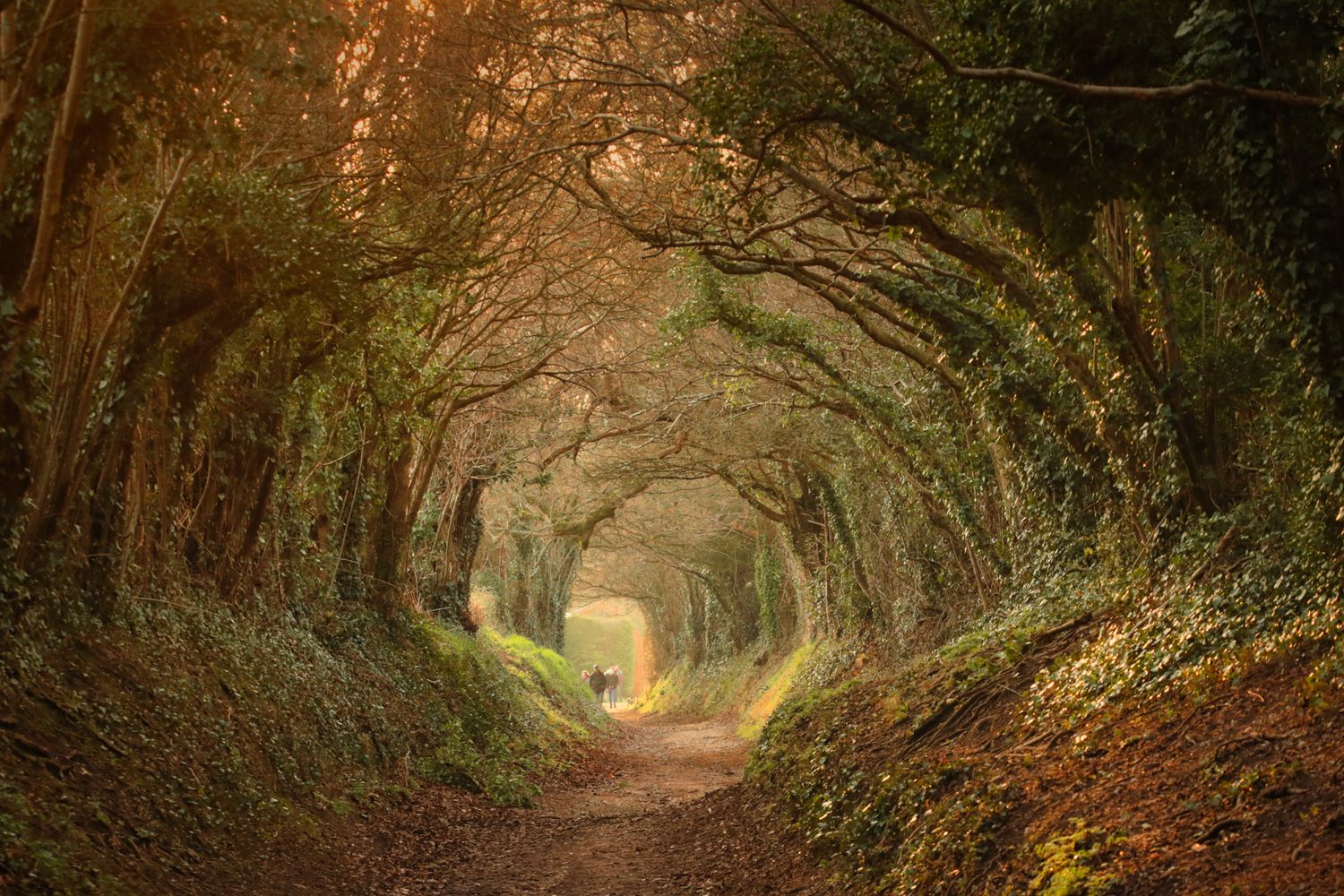 Halnaker Tree Tunnel A3