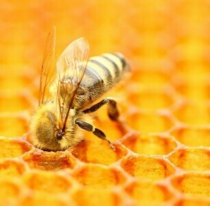[Miel] Honig Frucht-Balsamico