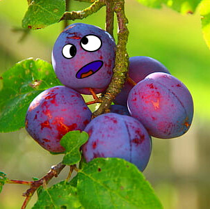 [Ma Prune Folle] Frucht-Balsamico