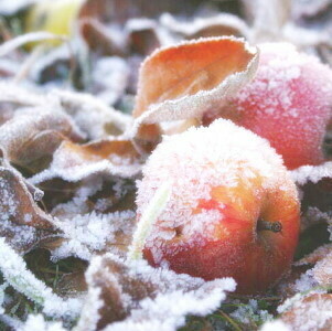 [Pomme au Four] Winterapfel Frucht Balsamico
