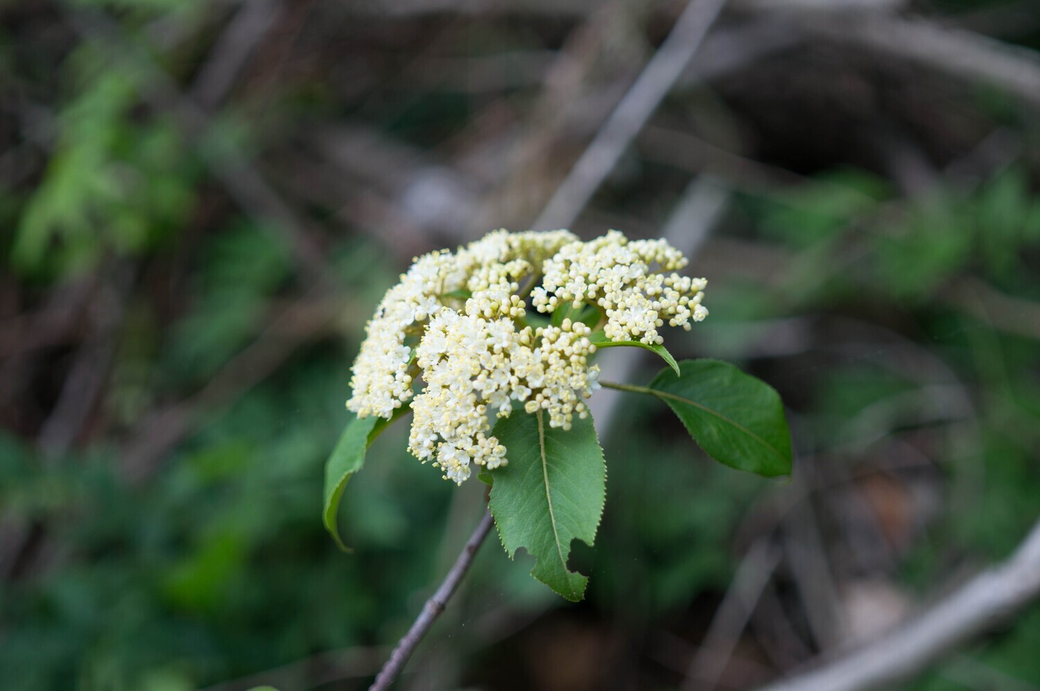 Nannyberry Viburnum (Viburnum lentago)