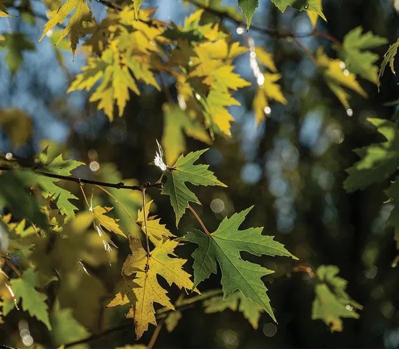 Silver Maple (Acer saccharinum)