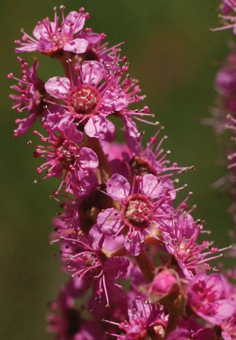 Steeplebush (Spiraea tomentosa)