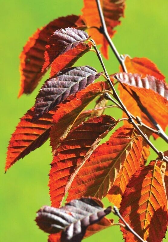 Trees