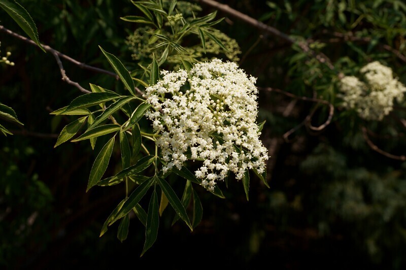 Shrubs
