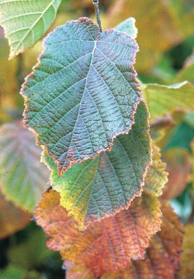 American Filbert (Corylus americana)