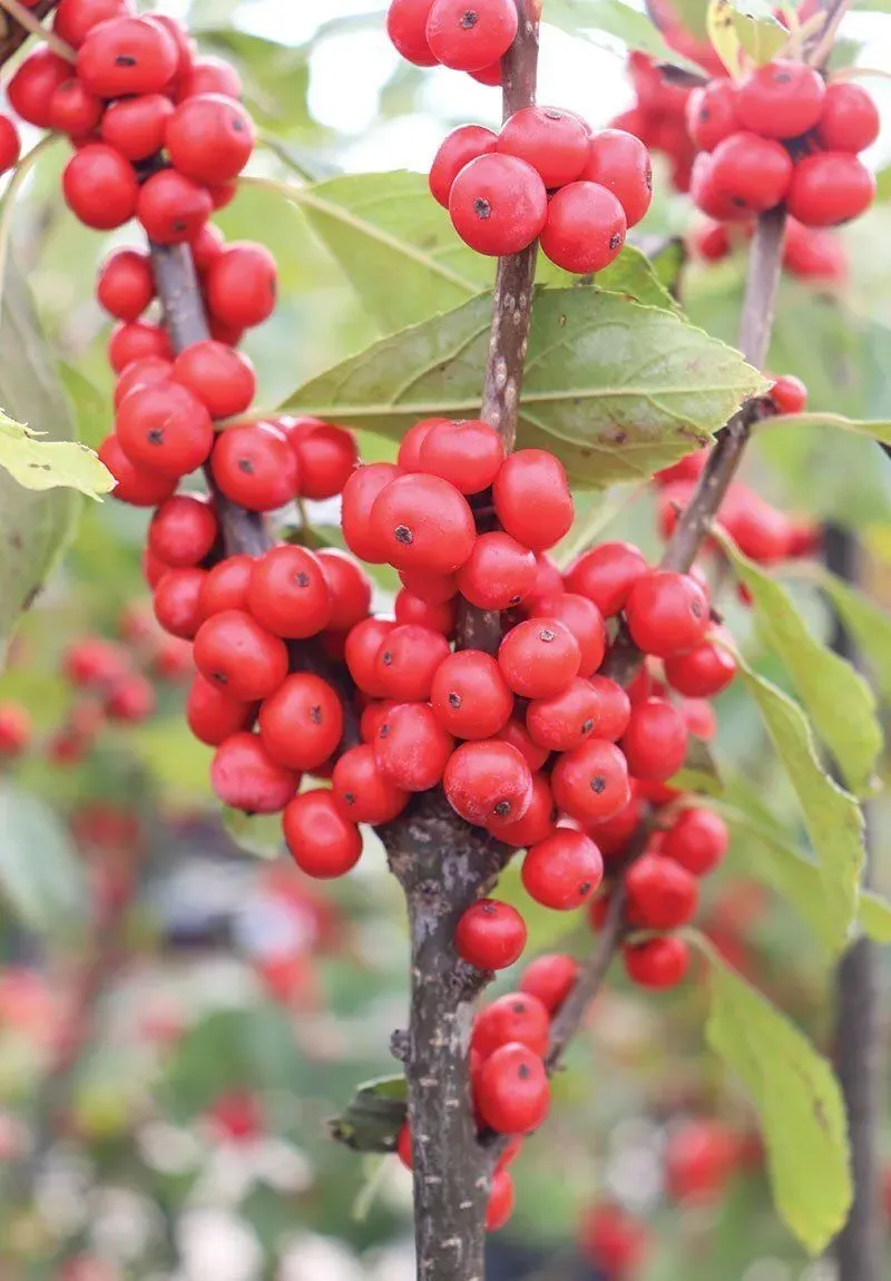 Winterberry (Ilex Verticillata)