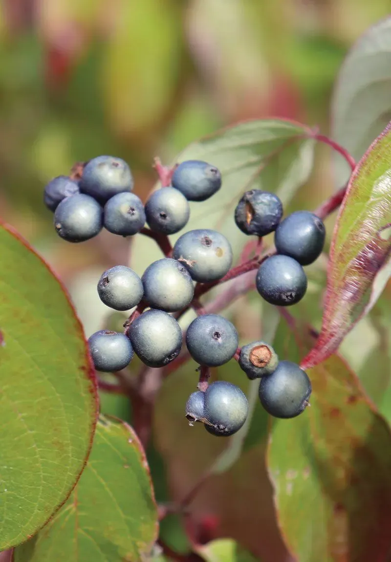 Silky Dogwood (Cornus Amomum)